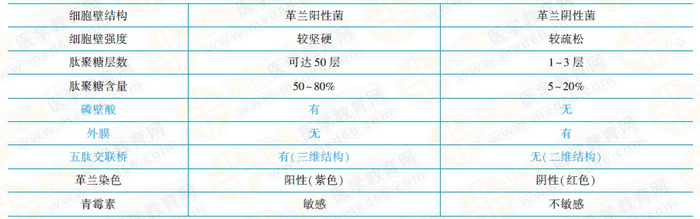 革蘭氏陽(yáng)性菌與陰性菌結(jié)構(gòu)特點(diǎn)