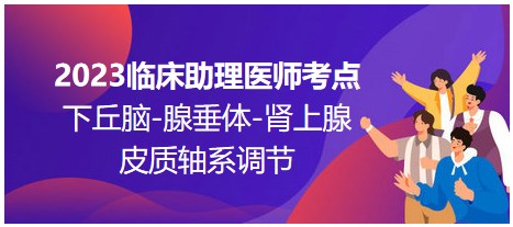 2023臨床助理醫(yī)師考點(diǎn)；下丘腦-腺垂體-腎上腺皮質(zhì)軸系調(diào)節(jié)